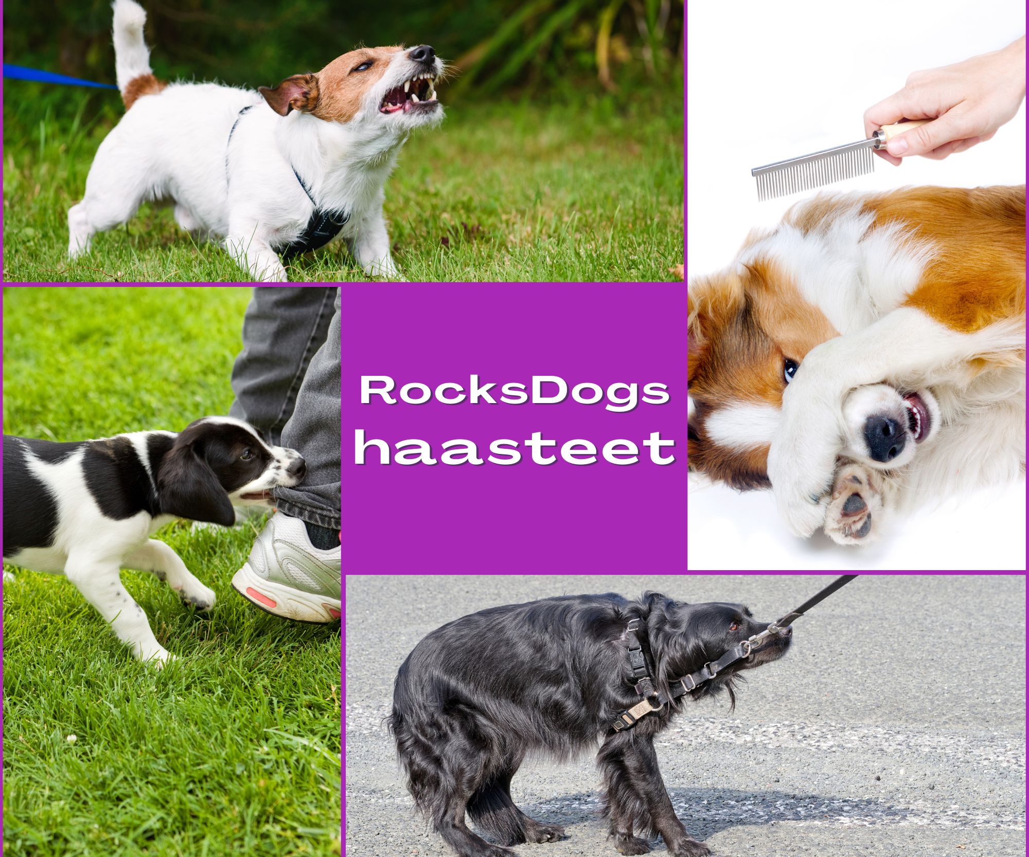 Ongelmakoiria vai koiraongelmia?